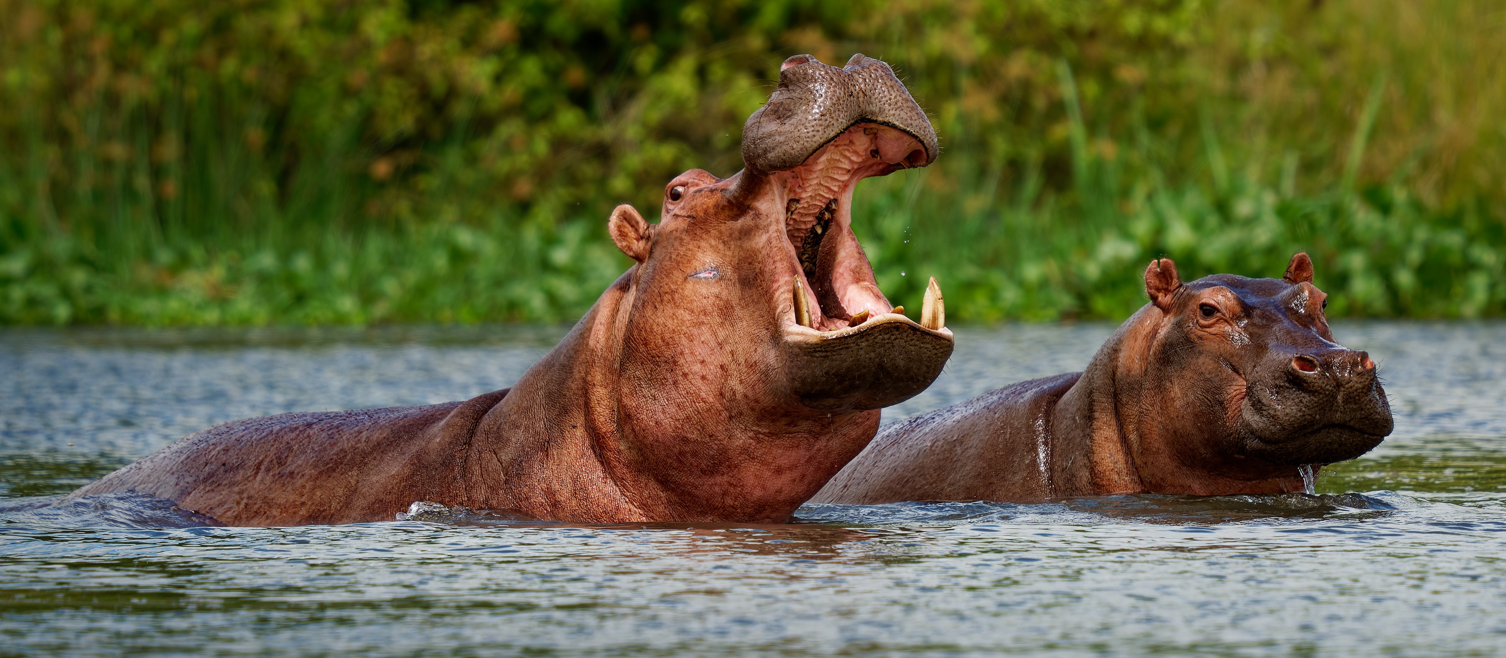 Z Kolumbii do Indii. „Kokainowe hipopotamy” mogą trafić do ośrodka miliardera
