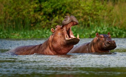 80 "kokainowych hipopotamów" z Kolumbii może zostać uratowanych przed odstrzałem / zdjęcie ilustracy