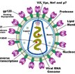 Wirus HIV