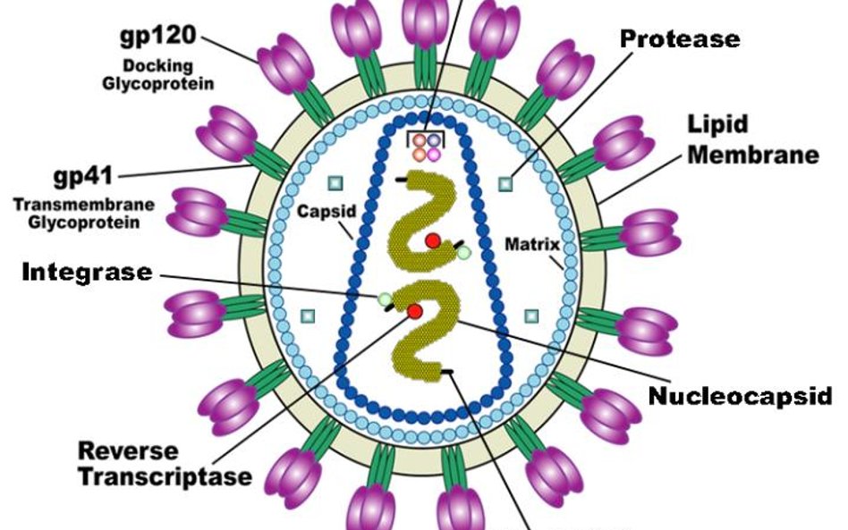 Wirus HIV