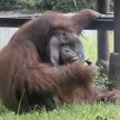 Indonezja: Orangutan palił papierosa. Obrońcy praw zwierząt oburzeni