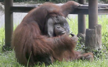 Indonezja: Orangutan palił papierosa. Obrońcy praw zwierząt oburzeni