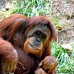 Orangutan