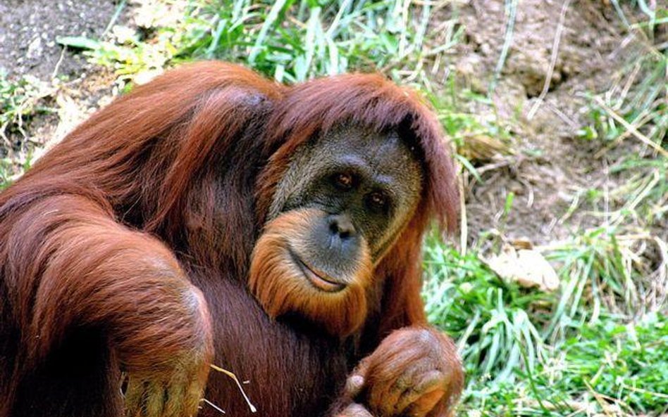 Orangutan