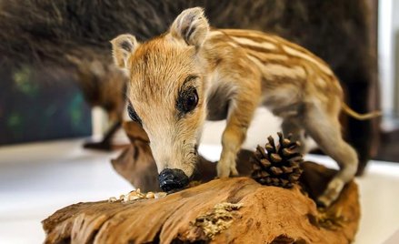 DNA organizmów przechowywanych w muzeach może powiedzieć wiele o ewolucji gatunków