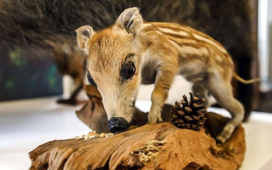 DNA organizmów przechowywanych w muzeach może powiedzieć wiele o ewolucji gatunków