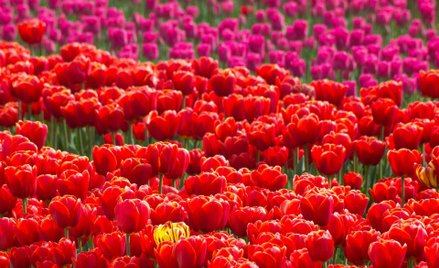 Holenderski sposób na rosyjskie embargo