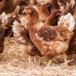 Ukraińcy znaleźli salmonellę w drobiu z Polski