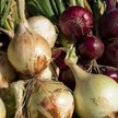 Polska jest europejskim potentatem w produkcji cebuli