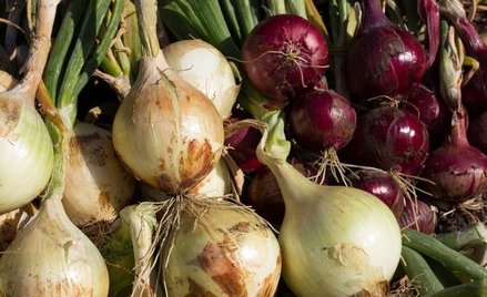 Polska jest europejskim potentatem w produkcji cebuli