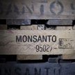 Amerykanie zgadzają się na sprzedaż Monsanto