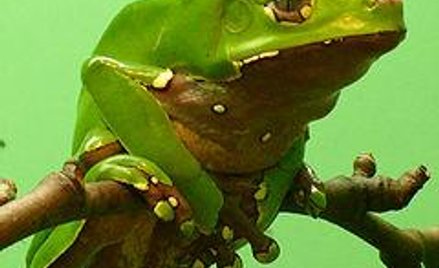 Wydzieliną takiej żaby smarowano uczestników warsztatów oczyszczających