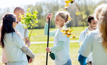 100 tys. drzew oznacza, że przybędzie 5,5 drzewa na 1 kilometr kwadratowy (czyli na 100 ha) w przeli