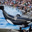 SeaWorld krytykuje Virgin Holidays za zerwanie współpracy