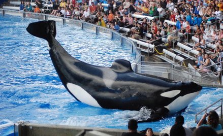 SeaWorld krytykuje Virgin Holidays za zerwanie współpracy