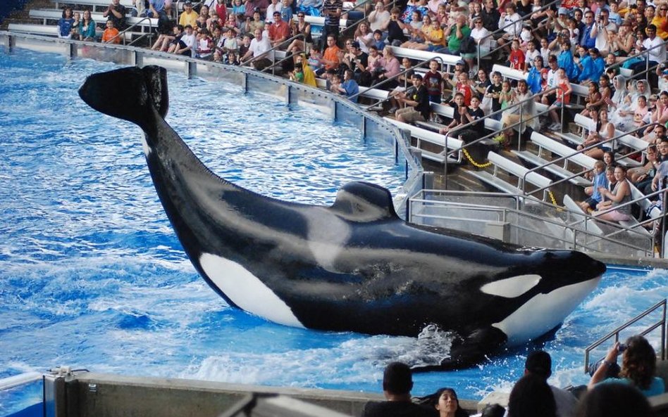 SeaWorld krytykuje Virgin Holidays za zerwanie współpracy