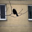 Osoba mieszkająca z najemcą może po jego śmierci wstąpić w stosunek najmu