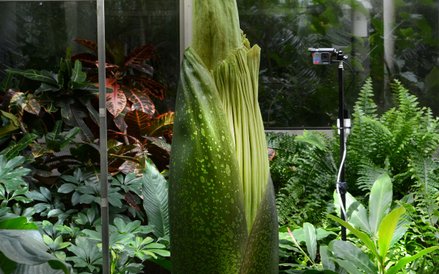 Dziwidło jest obserwowane 24 godziny na dobę