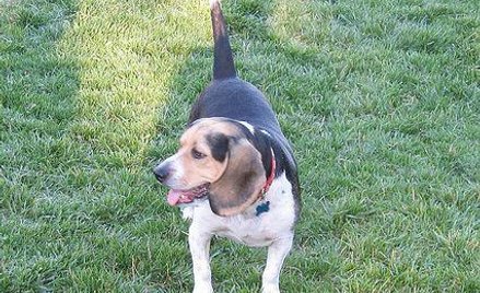 Beagle. Fot. carrera911e