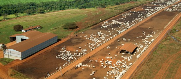 Hodowla bydła mięsnego w kraju Mercosur