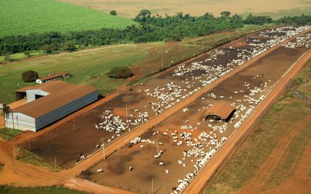 Hodowla bydła mięsnego w kraju Mercosur