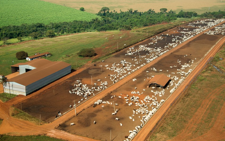 Hodowla bydła mięsnego w kraju Mercosur