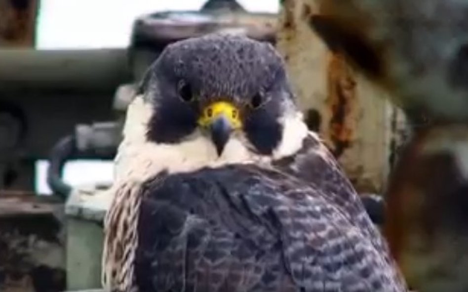 Giga wykluła się 15 maja 2013 roku w Głogowie, a konkretnie w gnieździe umiejscowionym na kominie na