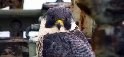 Giga wykluła się 15 maja 2013 roku w Głogowie, a konkretnie w gnieździe umiejscowionym na kominie na