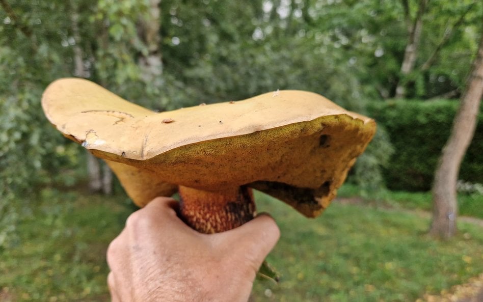 Ogród Botaniczny PAN w Powsinie zaskakuje kolejnym odkryciem