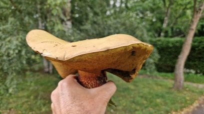 Ogród Botaniczny PAN w Powsinie zaskakuje kolejnym odkryciem