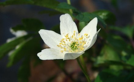 Kwiaty jak politycy. Zawilec gajowy, kaczeniec, mak...