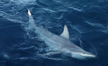 Żarłacz – mieszaniec