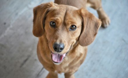 Rząd nie podniesie stawki VAT na leki dla zwierząt