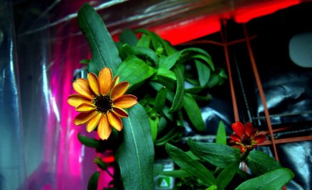 Kwiaty zakwitły w kosmosie