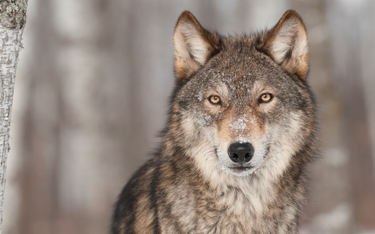 Znów będą strzelać do wilków? UE chce obniżyć poziom ochrony tych zwierząt