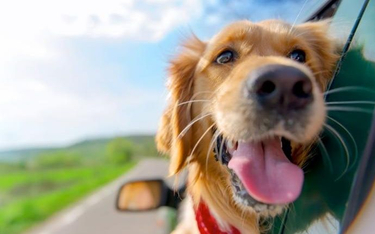 Portal podróżniczy zatrudni psa-influencera z właścicielem