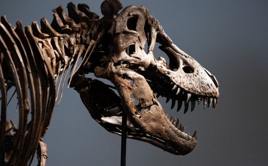 Głowa dinozaura okazała się zbyt ciężka i zamiast niej na szkielecie umieszczono replikę