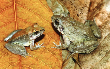 Jedyna żaba, która rodzi kijanki. Żyje na wyspie Sulawesi. Samiec (z lewej) i samica.