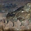 36-letni kominiarz odkrył uwięzioną w piecu sowę