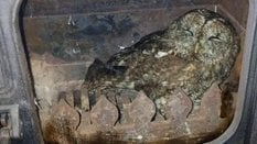 36-letni kominiarz odkrył uwięzioną w piecu sowę