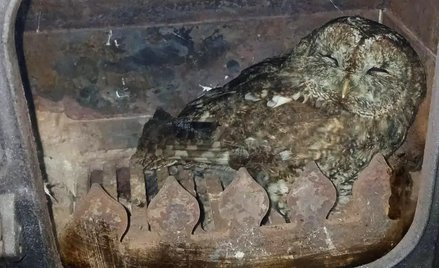 36-letni kominiarz odkrył uwięzioną w piecu sowę