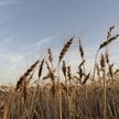 Kreml zamieszał na rynku pszenicy