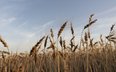 Susza przestraszyła rolników, deszcz daje nadzieję. Zbiory jednak będą słabsze