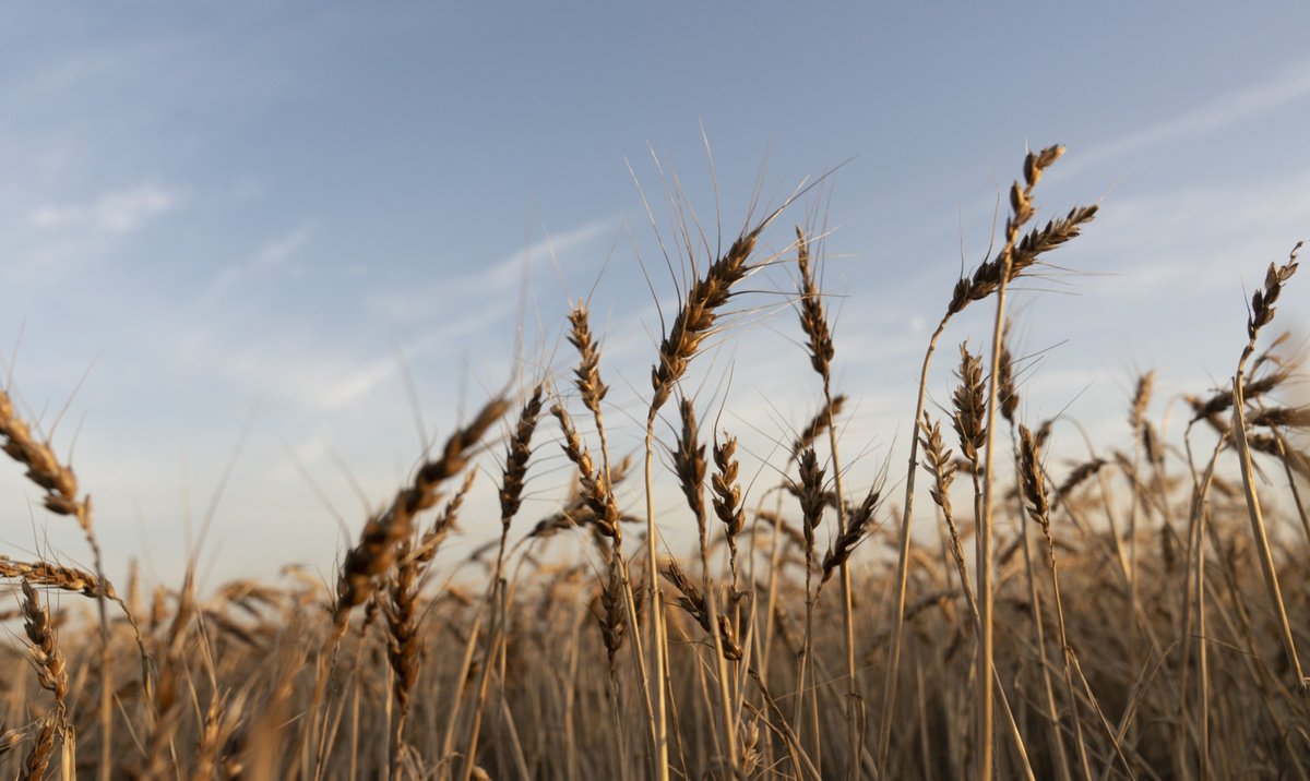 România a condus drumul.  Acord privind importurile agricole cu Ucraina