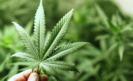 Marihuana zyskuje dzięki alkoholowi