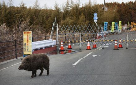 Blokada drogi w okolicy miejscowości Tomioka, prefektura Fukushima
