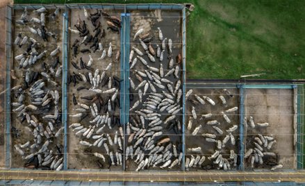 Brazylijski gigant mięsny zwiększył emisje CO2 o 51 proc.