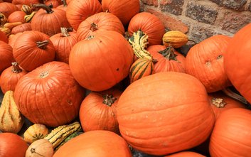 W Ursusie odbędzie się piknik „Dyniowy Zawrót Głowy”, podczas którego odbędą się spektakle, koncerty