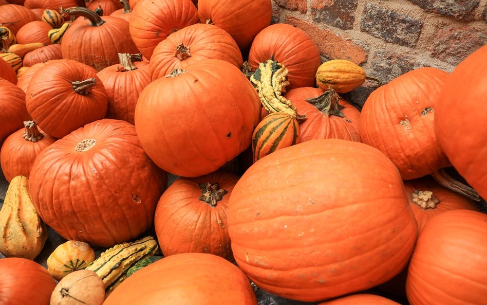 W Ursusie odbędzie się piknik „Dyniowy Zawrót Głowy”, podczas którego odbędą się spektakle, koncerty