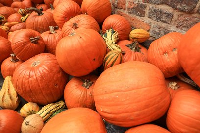 W Ursusie odbędzie się piknik „Dyniowy Zawrót Głowy”, podczas którego odbędą się spektakle, koncerty